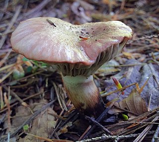 <i>Gomphidius nigricans</i> Species of fungus