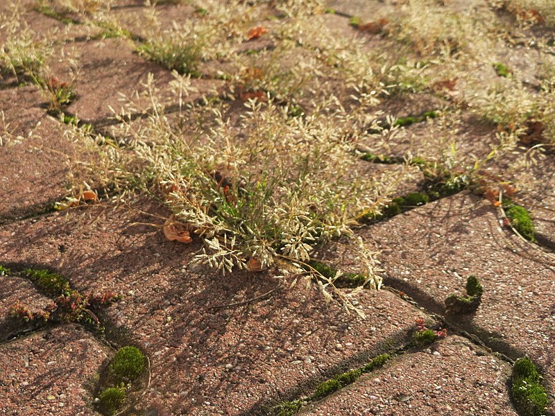 File:20171019Eragrostis minor2.jpg