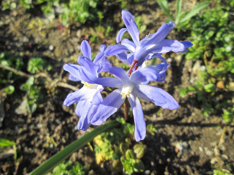 File:20180406Scilla bifolia1.jpg