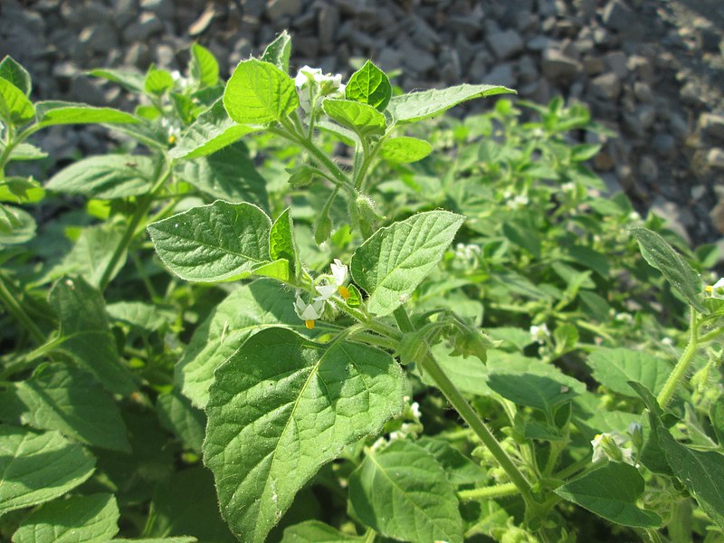 File:20190725Solanum nigrum1.jpg