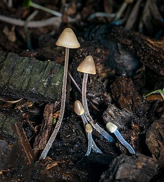 <i>Mycena</i> Genus of fungi