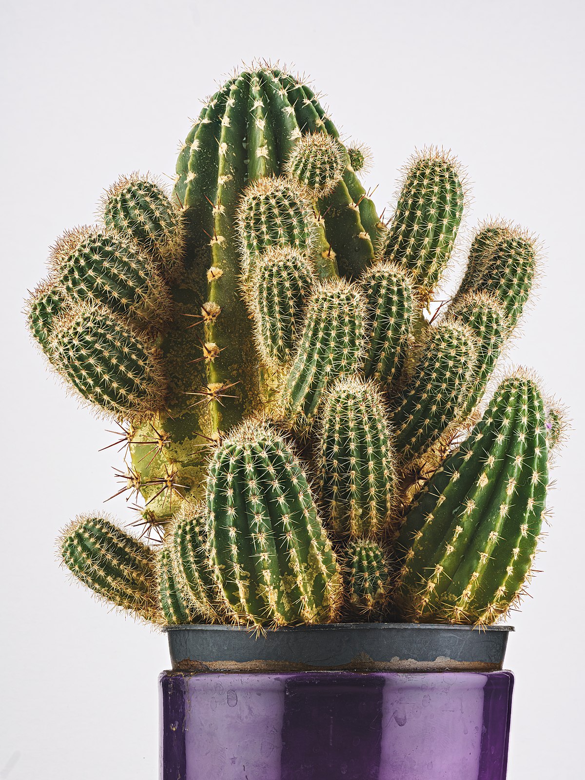 File:2022-10-28 Cactus with numerous offshoots (Echinopsis