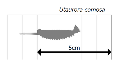 Utaurora