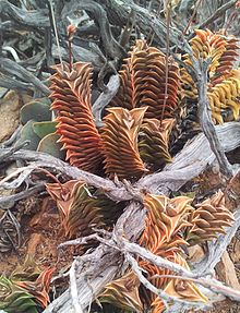 Specimen growing in South Africa 2 Haworthia viscosa - western cape South Africa.jpg