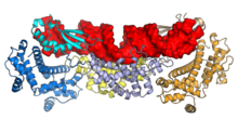 Class 2 ribonuclease III (Rnt1p) from Saccharomyces cerevisiae in complex with double-stranded RNA 4OOG.png