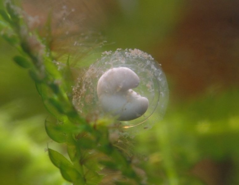 File:6-day-old newt egg.jpg