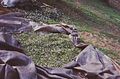 The olives are gathered into piles by lifting and shaking the corners of the nets.