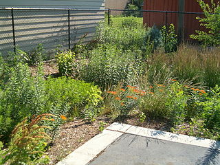 Rain garden form of rainwater runoff management