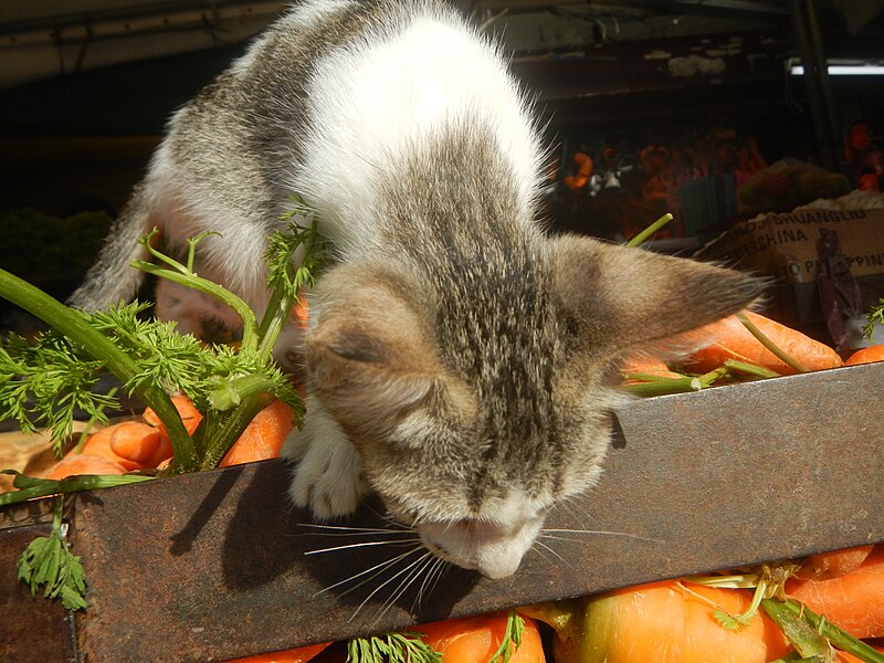 File:9568Black and white kitten portraits in the Philippines 12.jpg