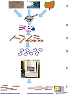 A-Primer-on-Metagenomics-pcbi.1000667.g001.jpg