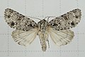 Acronicta pruinosa