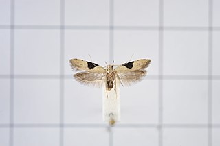 <i>Anarsia tricornis</i> Species of moth