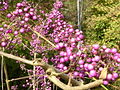 Callicarpa am ehemaligen Gewächshaus im Aachener Kurpark