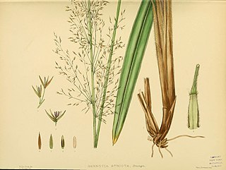 <i>Garnotia</i> Genus of grasses