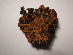A sectioned alder root nodule gall.JPG