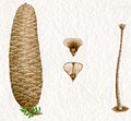 Abies pinsapo cone illustration