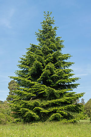 Abies pinsapo var. tazaotana, Wakehurst Place, UK - Diliff.jpg