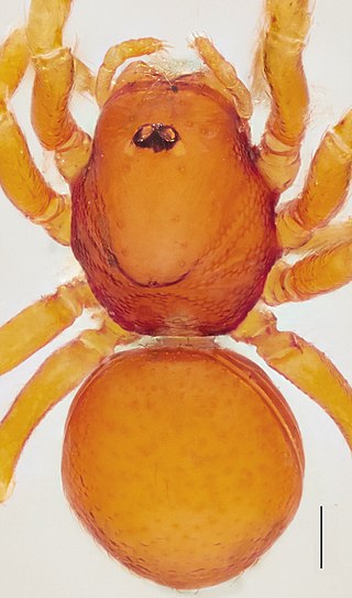 <i>Ablemma</i> Genus of spiders