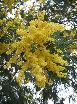 Az ezüst akácia (Acacia dealbata) virágzata