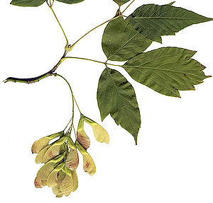 Tuhka vaahtera (acer negundo)