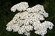 Achillea millefolium ENBLA07.jpg