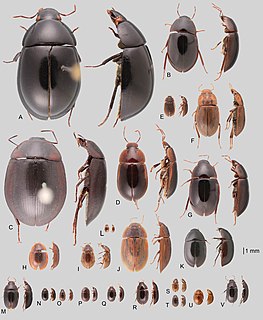 Acidocerinae Tribe of beetles