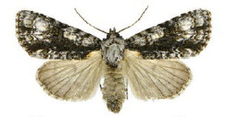 Acronicta_superans