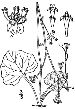 <i>Adenocaulon</i> Genus of flowering plants