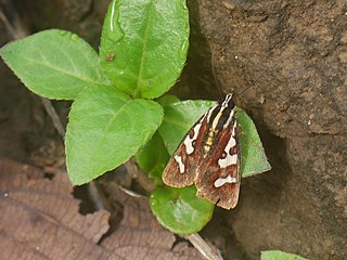 <i>Aegocera bimacula</i> Species of moth