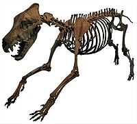 Óriásfarkas csontváza