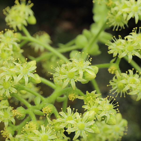 File:Aeonium tabuliforme-IMG 4533.jpg