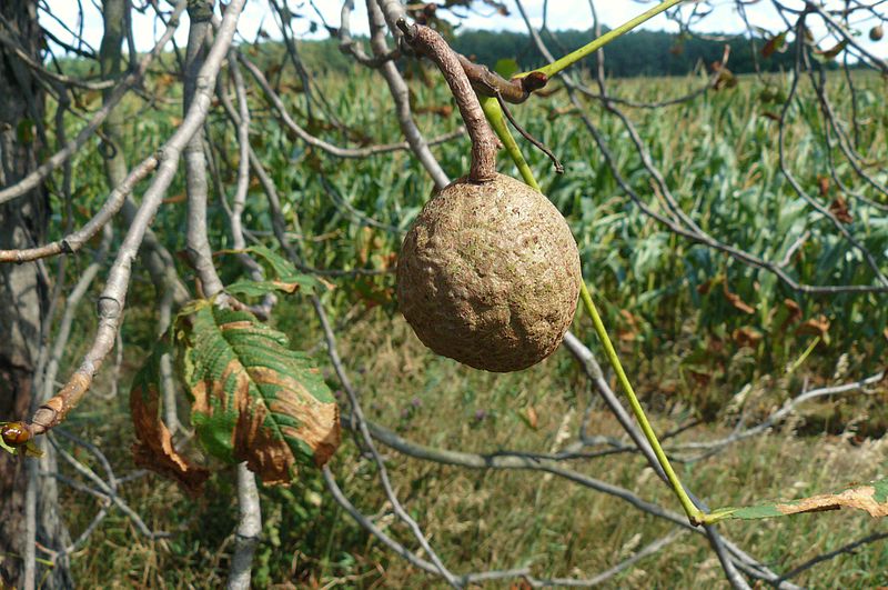 File:Aesculus, Poznan, Jastrowska, summer.JPG