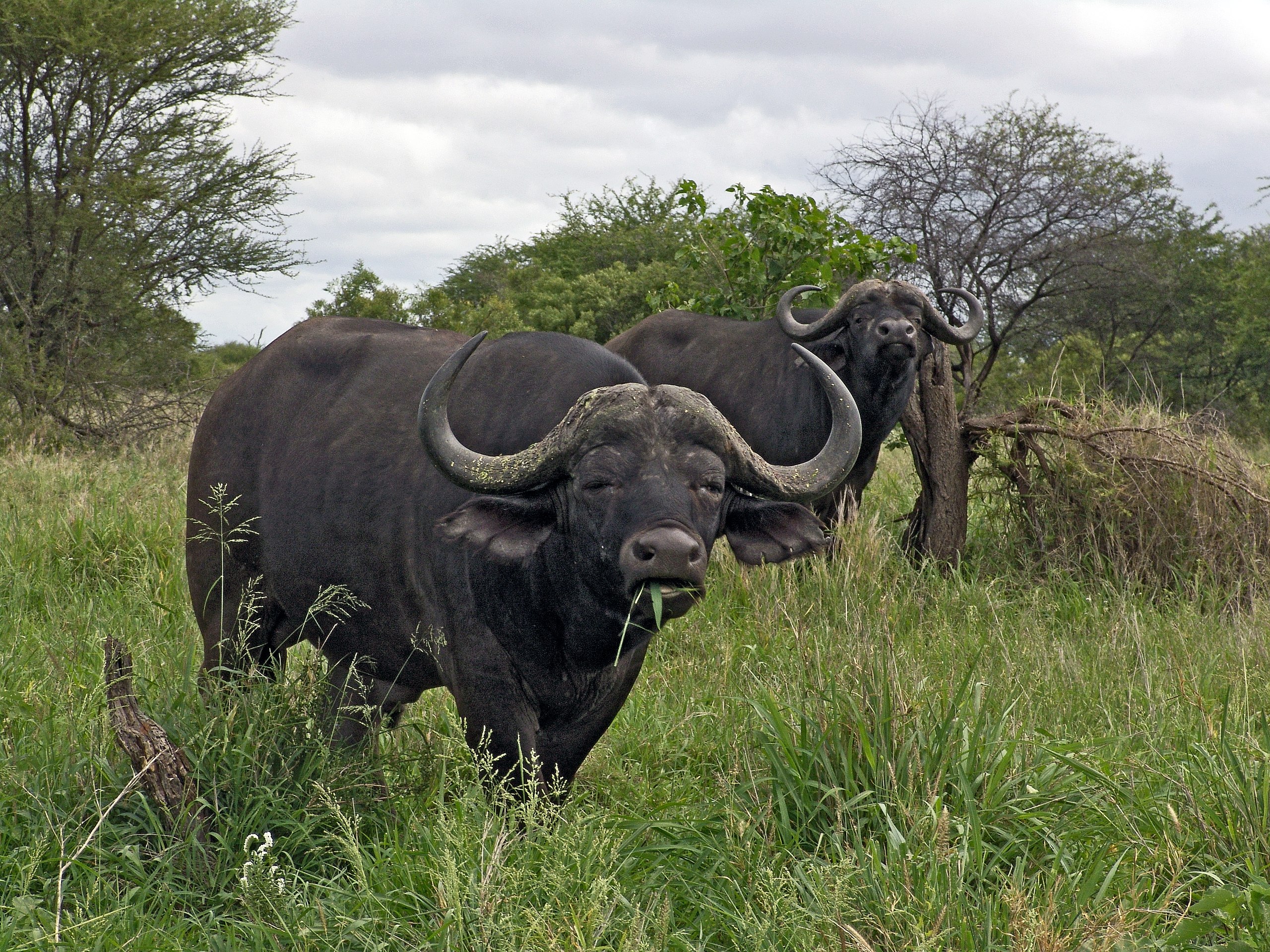 tyve Encommium affald File:African buffalo (3).JPG - Wikimedia Commons