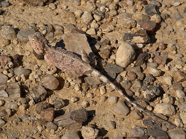 Шиповатая агама (Agama aculeata) в Намибии.