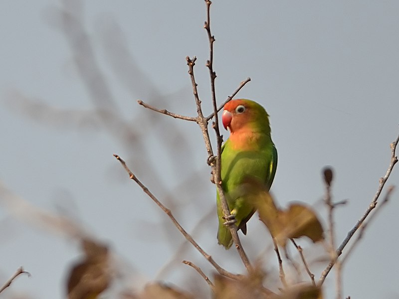 File:Agapornis lilianae (Zambia).jpg