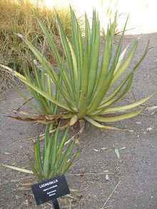 Plante d'agave à feuilles élancées avec signe d'identification des espèces