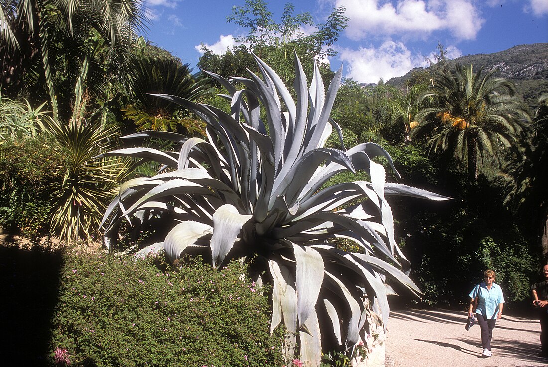 Agave beauleriana