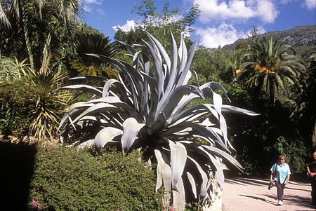 Agave franzosinii.jpg