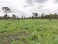 Agriculture in inland valleys in Togo - panoramio (26).jpg