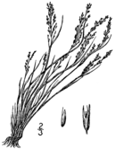 Agrostis scabra BB-1913.png