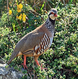 Red-legged partridge (Alectoris rufa)