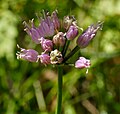 Inflorescence