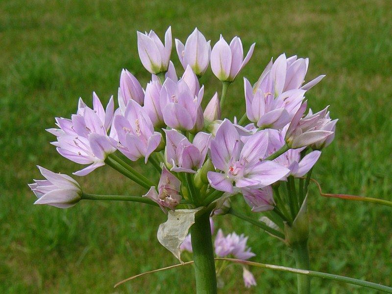 File:Allium roseum0.jpg