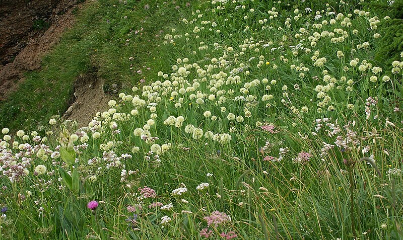 File:Allium victorialis 090705.jpg