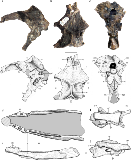 <i>Allkaruen</i> Genus of breviquartossan pterosaur from the Jurassic period