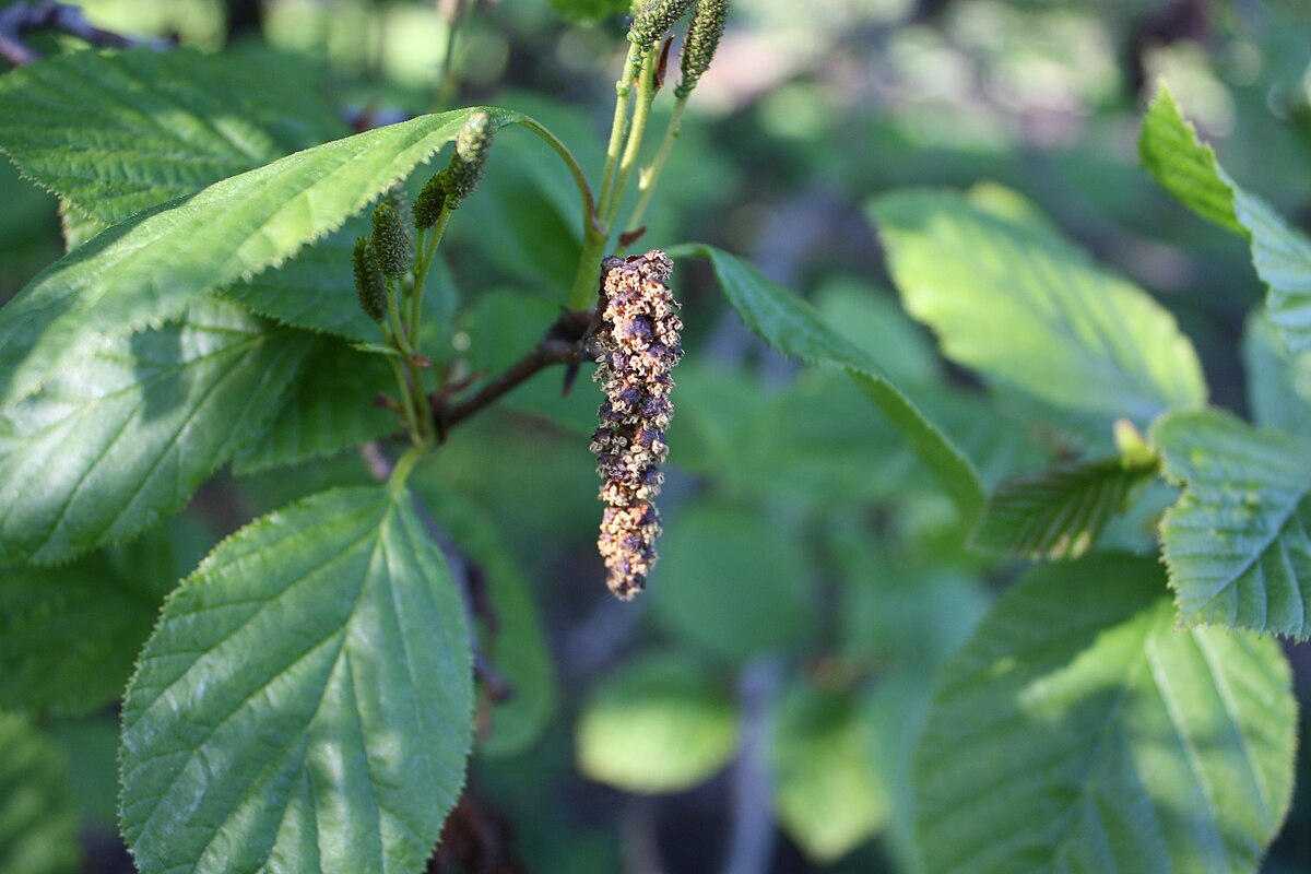 Alnus Alba