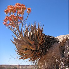 Aloe hereroensis, showing inflorescence with branched peduncle Aloe hereroensis Auob C15.JPG