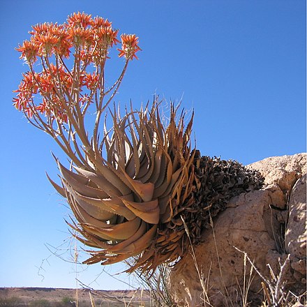 Aloe hereroensis, showing inflorescence with branched peduncle