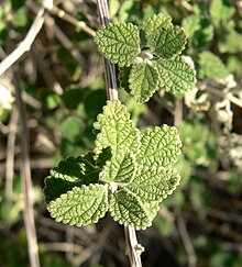 Aloysia wrightii Aloysia wrightii 4.jpg