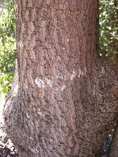 Alstonia constricta bark. Alstonia constricta bark.jpg